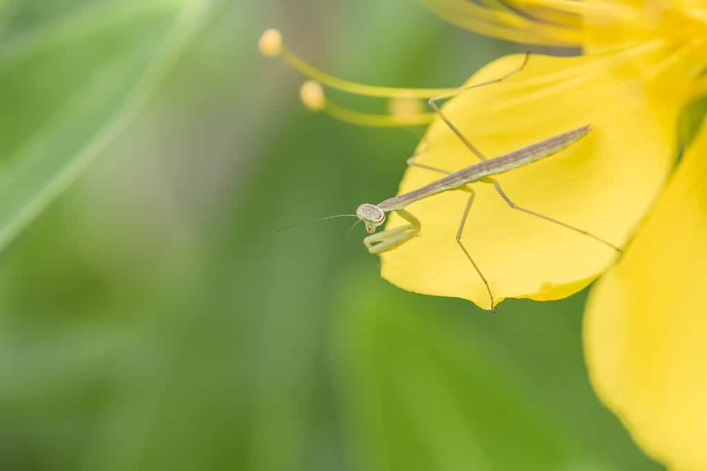 Baby Praying Mantis: 8 Pictures and 8 Amazing Facts