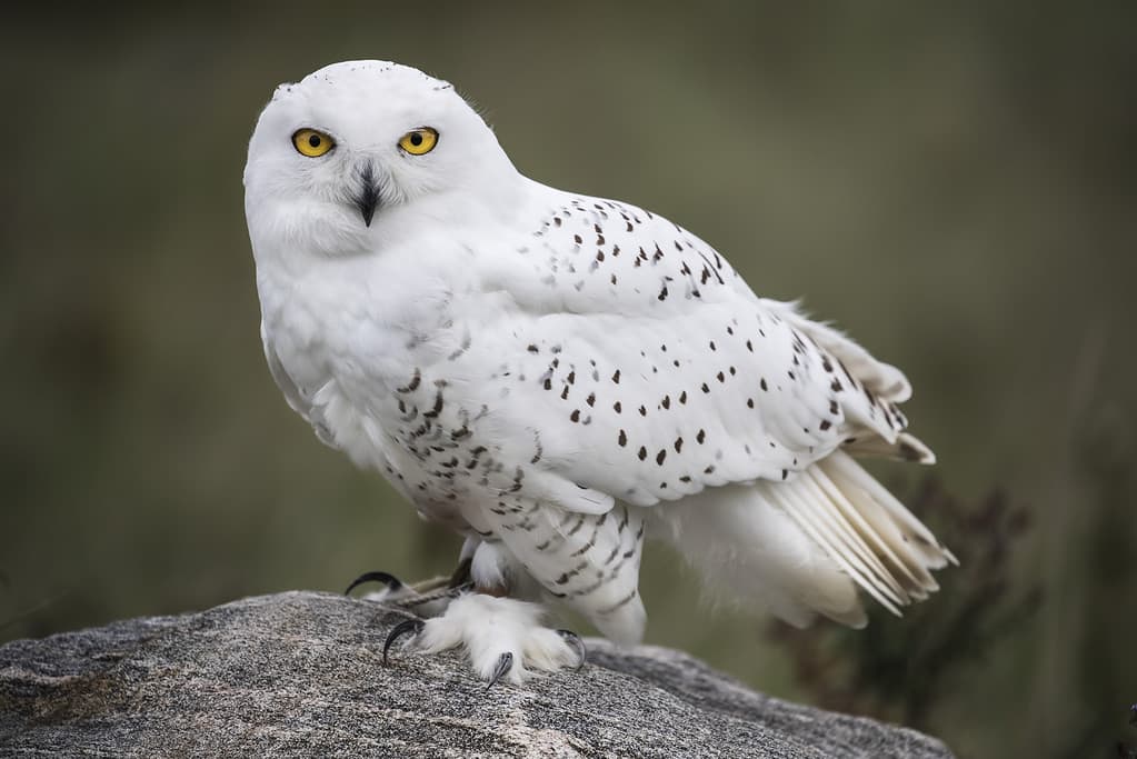 15 Owls that Live in Washington State (and Where You're Likely to See Them)