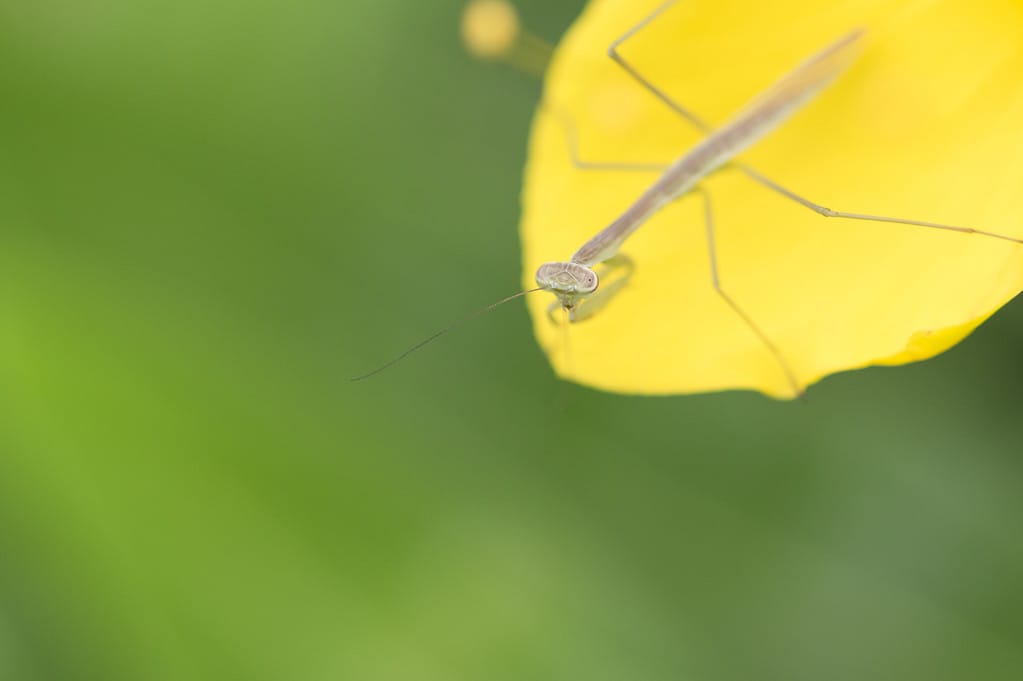 Baby Praying Mantis: 8 Pictures and 8 Amazing Facts