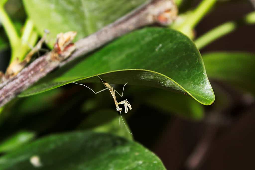 Baby Praying Mantis: 8 Pictures and 8 Amazing Facts