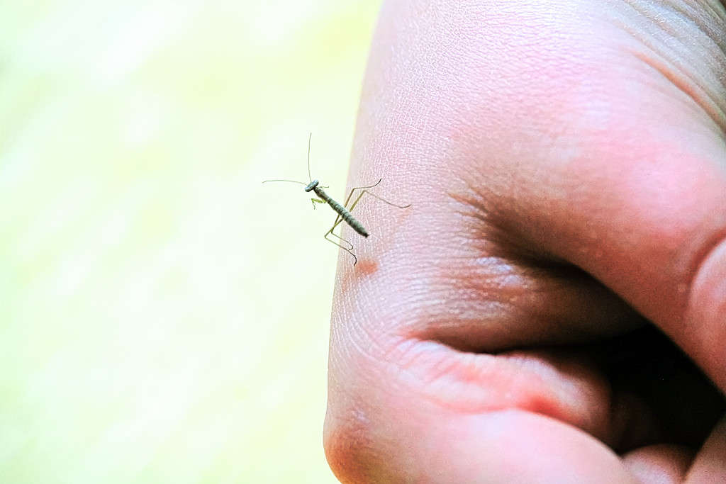 Baby Praying Mantis: 8 Pictures and 8 Amazing Facts