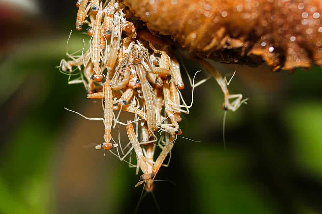 Baby Praying Mantis: 8 Pictures and 8 Amazing Facts