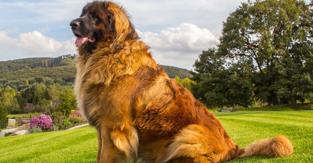 6 Dog Breeds Most Similar to Great Pyrenees