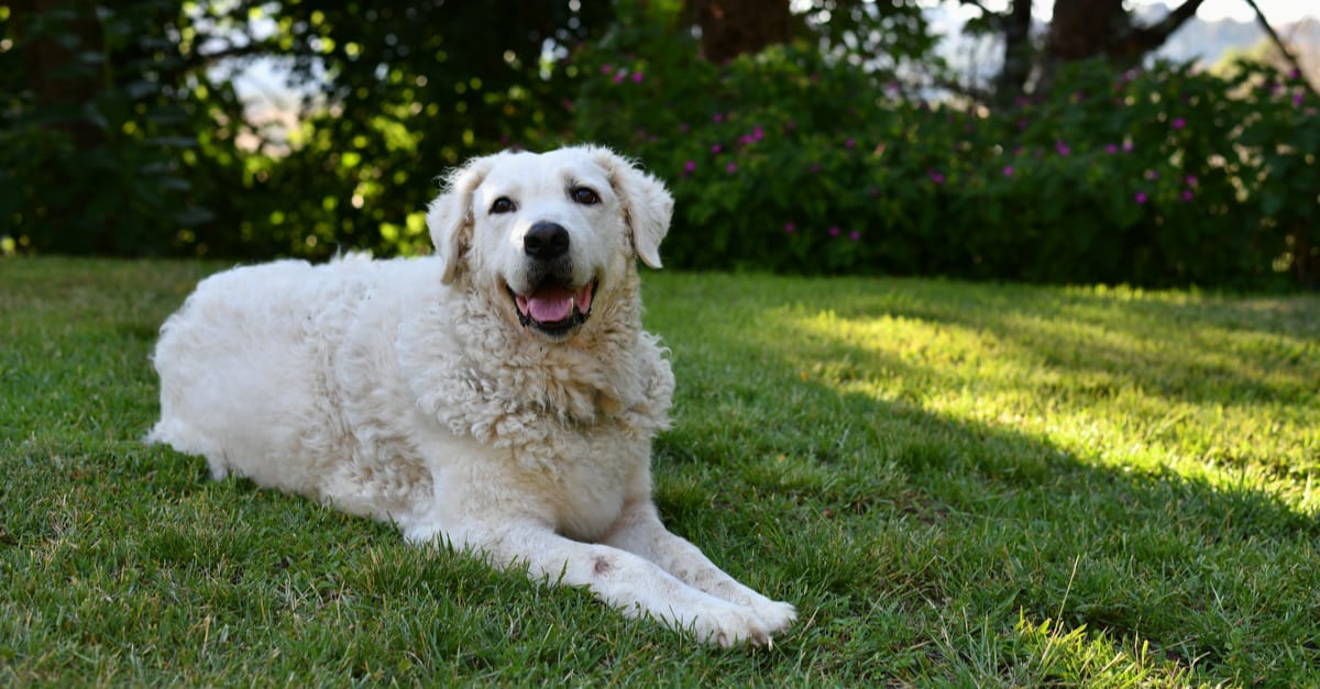 6 Dog Breeds Most Similar to Great Pyrenees