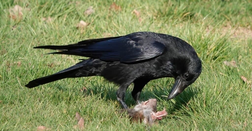 What Do Crows Eat In The Winter? 3 Common Foods