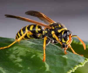 See What Happened When 3,000 Yellowjackets Invaded an Elderly Couple’s House