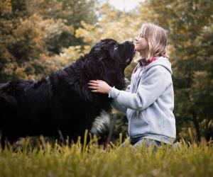 6 Dog Breeds Most Similar to Great Pyrenees