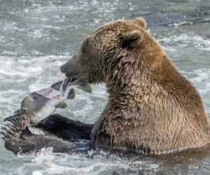 Fishermen Take Off Running With Their Fish With a Predator in Hot Pursuit