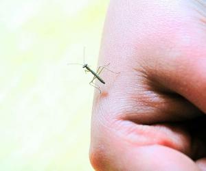 Baby Praying Mantis: 8 Pictures and 8 Amazing Facts