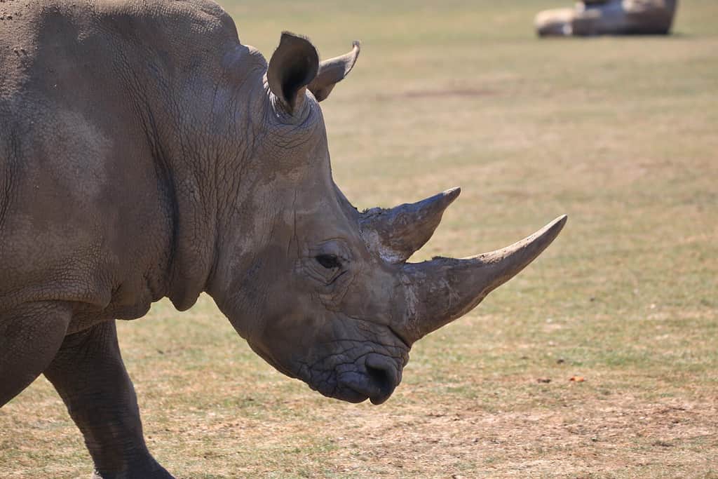 Discover How Rhinos Became Endangered