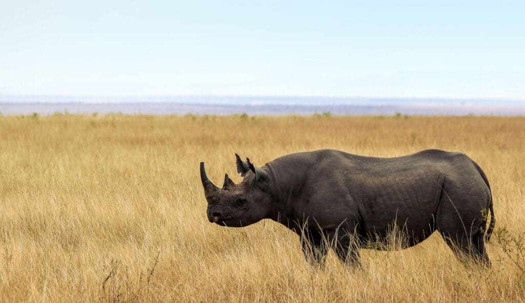 Discover How Rhinos Became Endangered