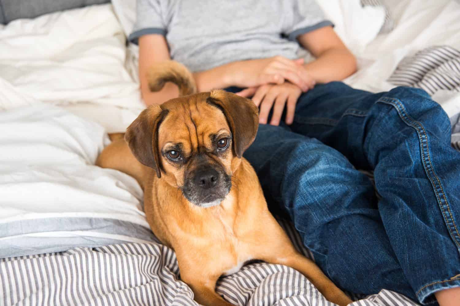 Puggle Prices in 2024: Purchase Cost, Vet Bills, and More!