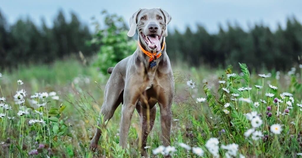 Male vs Female Weimaraners: 4 Key Differences