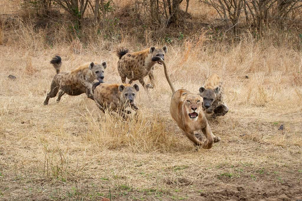 Lioness Ambushes a Wildebeest In the Cover of Darkness, But by Morning Hyenas Have Stolen It