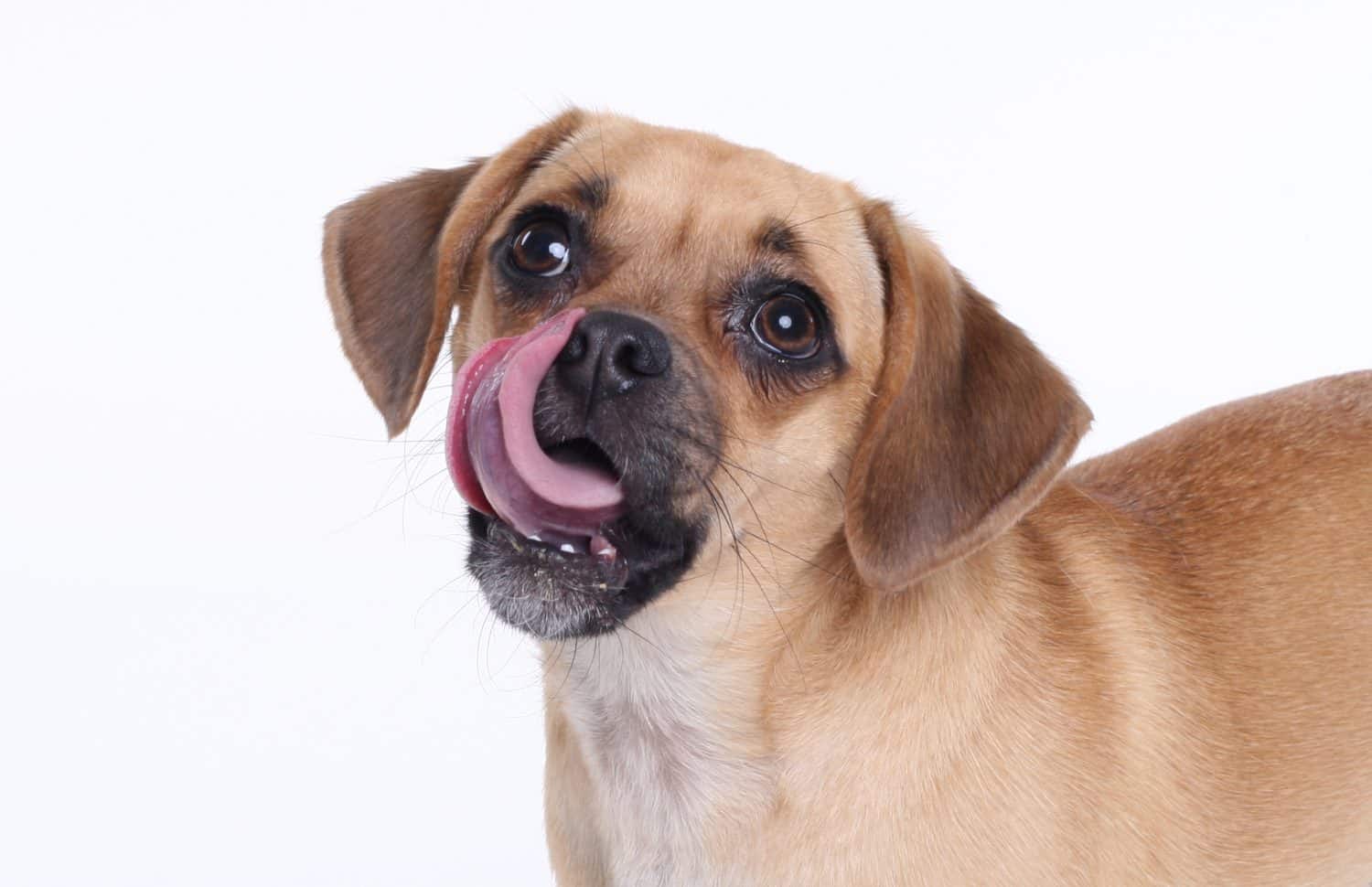 Puggle Prices in 2024: Purchase Cost, Vet Bills, and More!