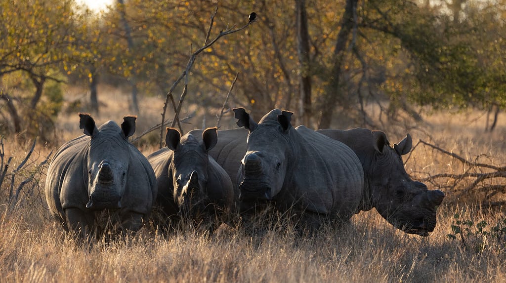 Discover How Rhinos Became Endangered