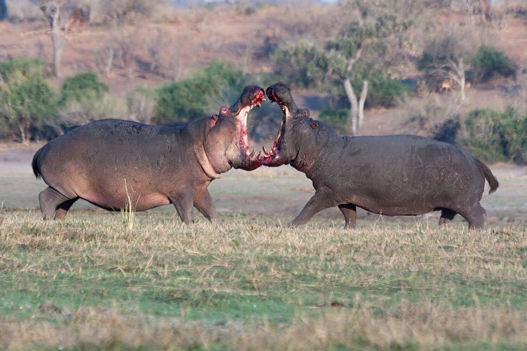 This Hippo Is Not Too Happy These Tourists Are On The Water