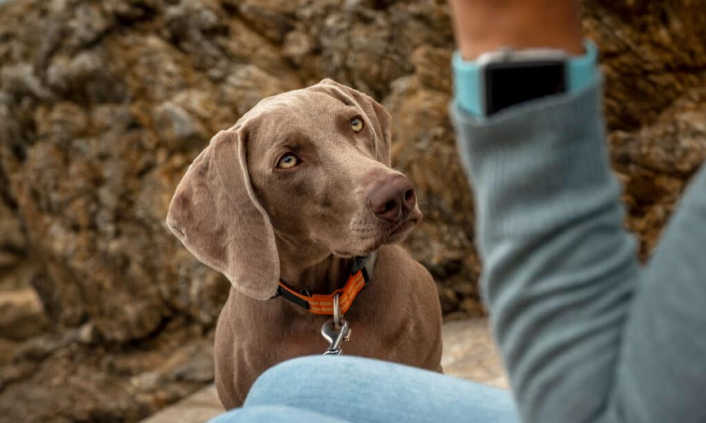 Male vs Female Weimaraners: 4 Key Differences