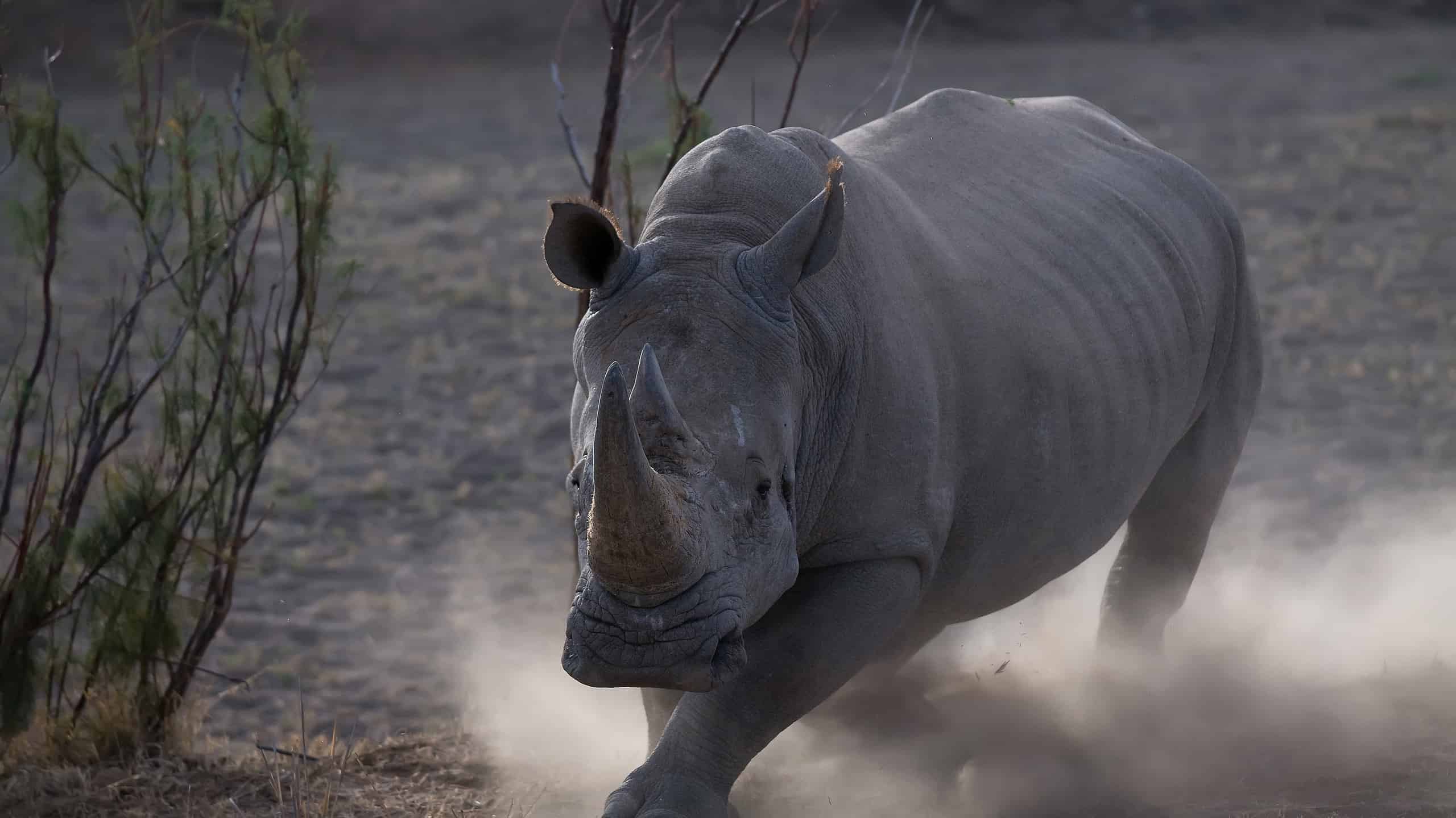 See the Intense Moment Rhinos Clash Together Like Titans