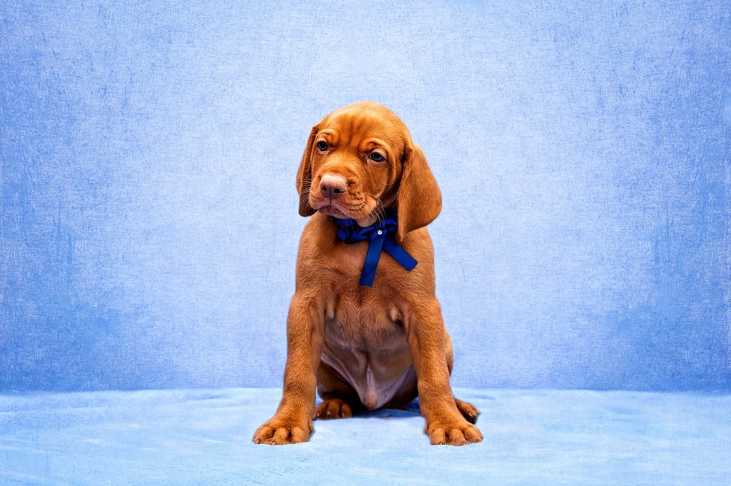 Vizsla Progression: Growth Chart, Milestones, and Training Tips