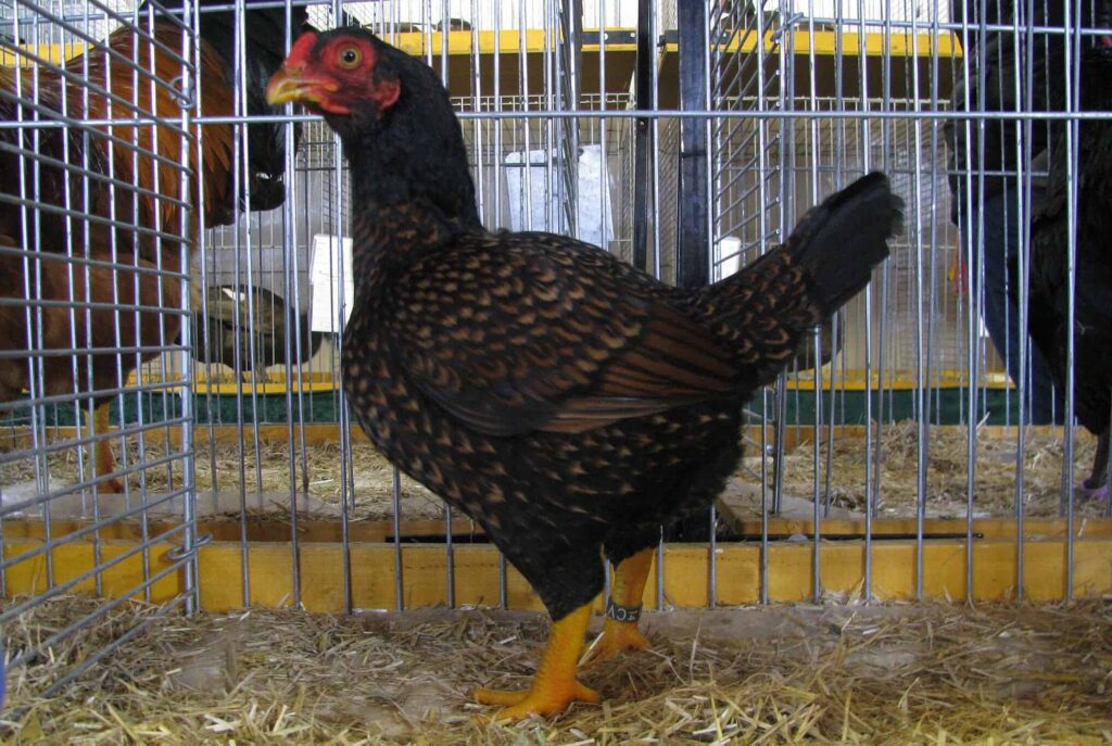 The 9 Worst Chicken Breeds You Should Avoid