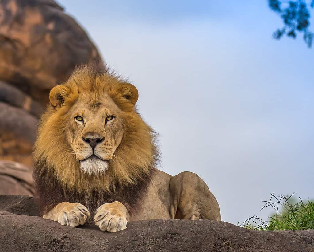 Overwhelmed Lion Dad Gets Surrounded by All His Females and Cubs at the Same Time!