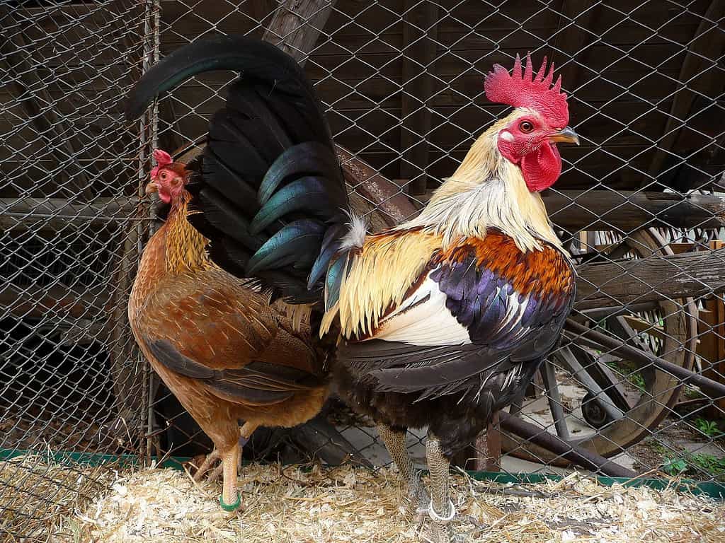 The 9 Worst Chicken Breeds You Should Avoid