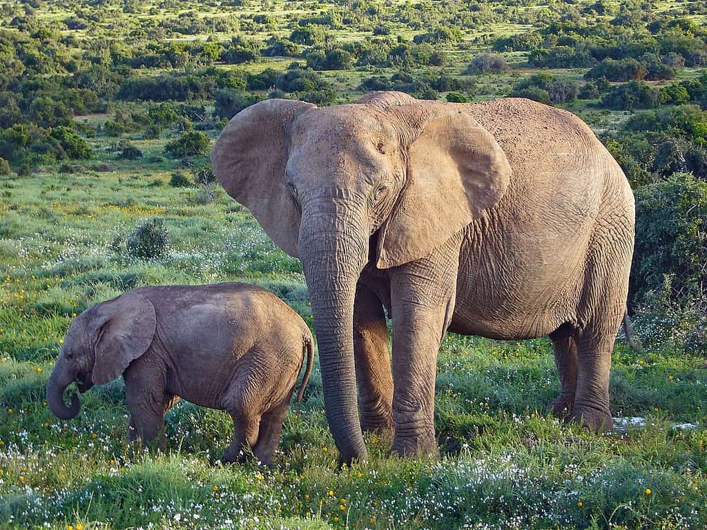 The 11 Animals That Have The Largest Babies