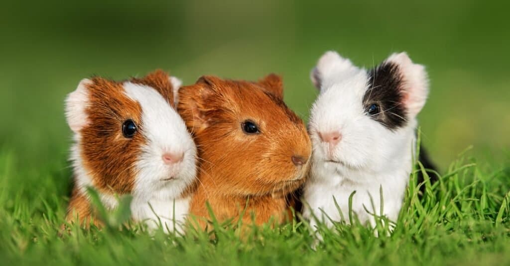 The Best and Most Comprehensive List of 436 Female Guinea Pig Names