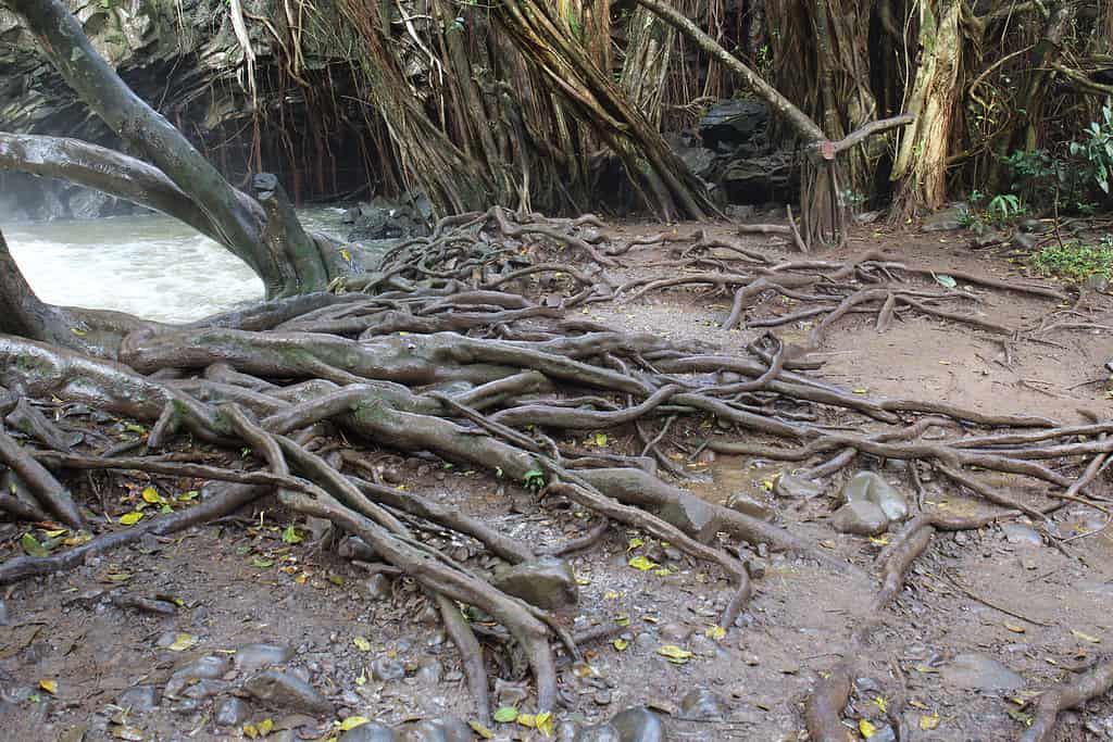 See the Wind That Was So Strong It Literally Lifted the Forest Floor