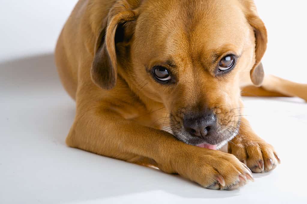 Puggle Prices in 2024: Purchase Cost, Vet Bills, and More!