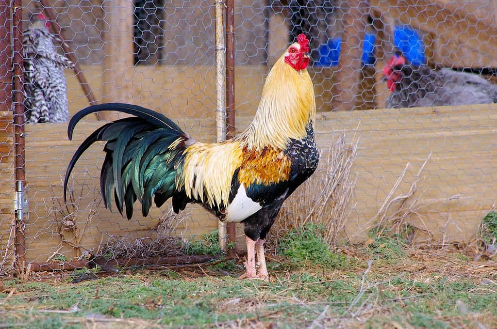 The 9 Worst Chicken Breeds You Should Avoid