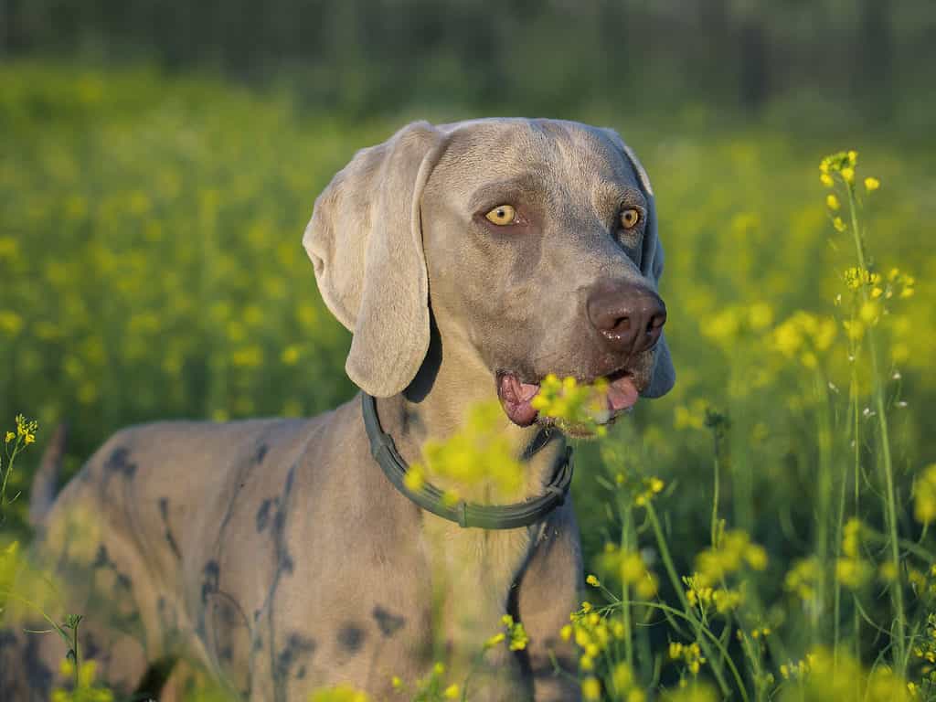 Male vs Female Weimaraners: 4 Key Differences