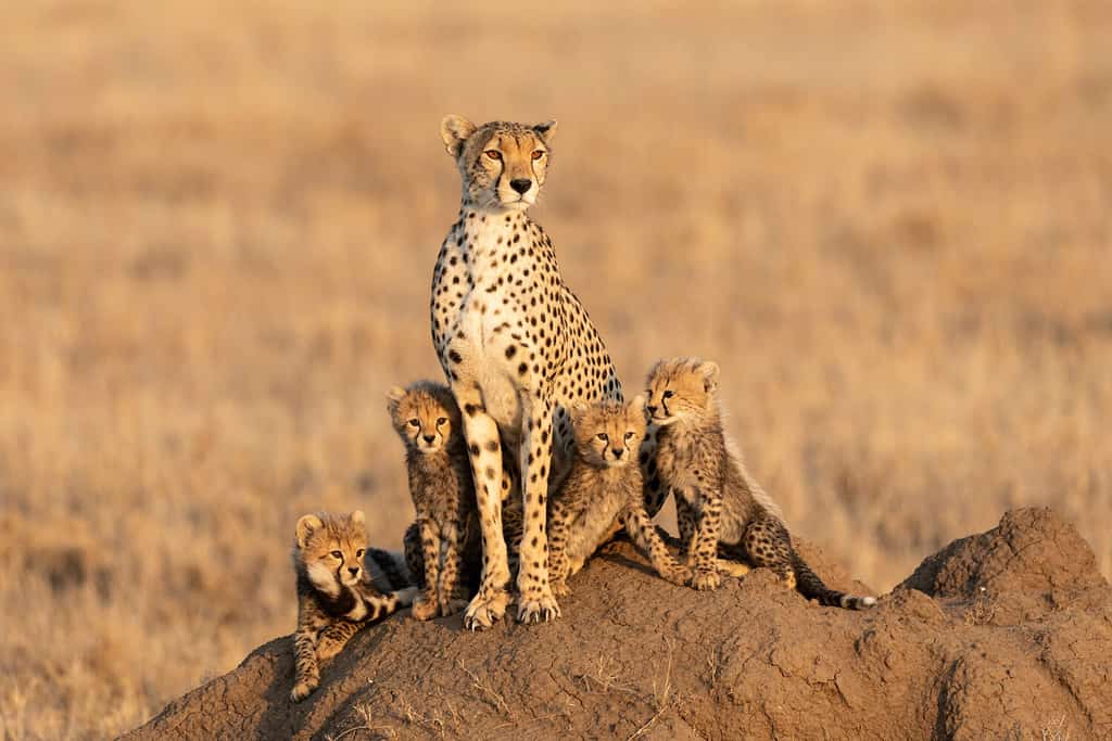 Amazingly Clever Cheetah Mother Chases Down a Gazelle to Feed Her Cubs