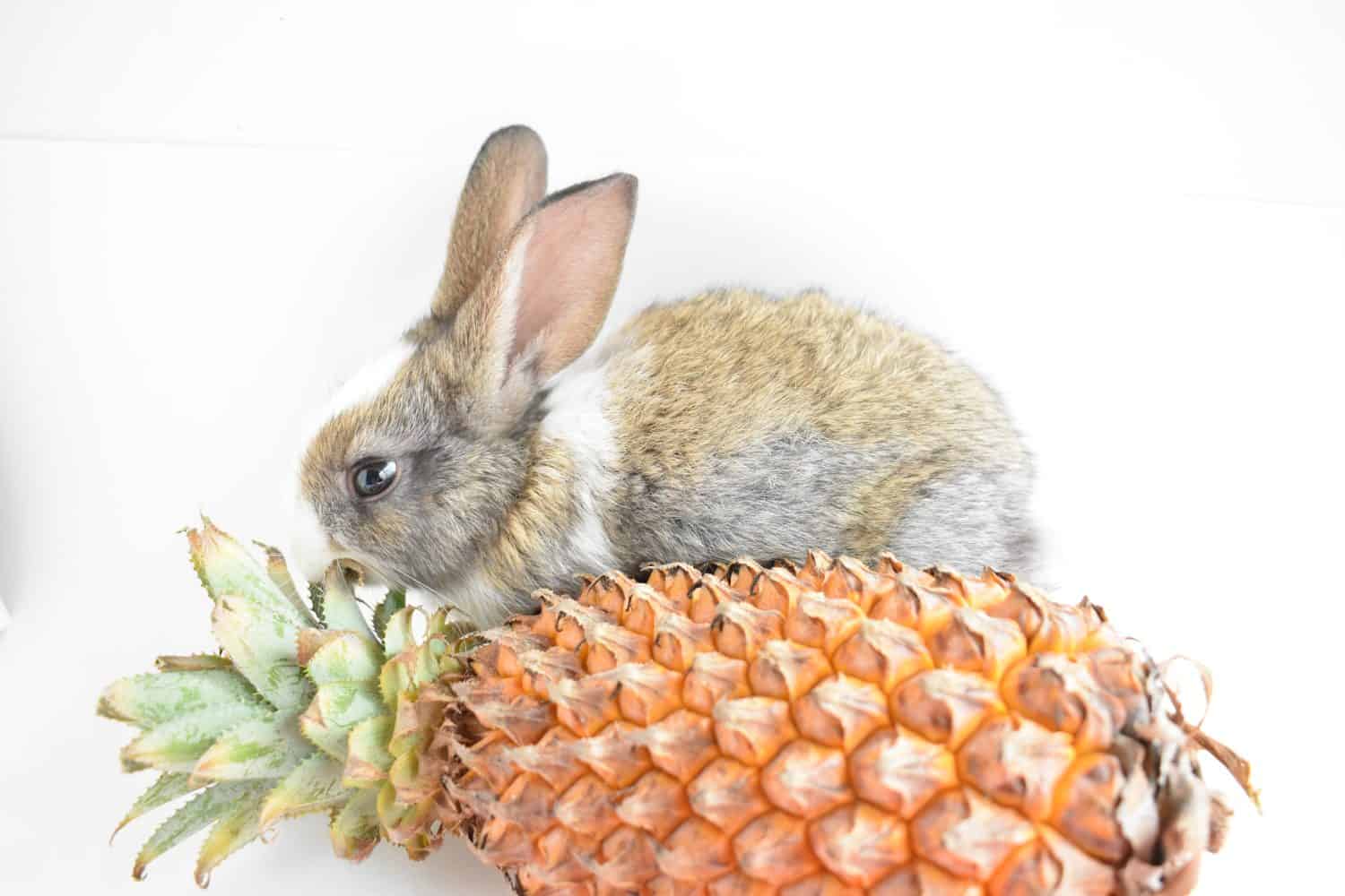 Yes, Rabbits Can Eat Pineapple! But Follow These 3 Tips