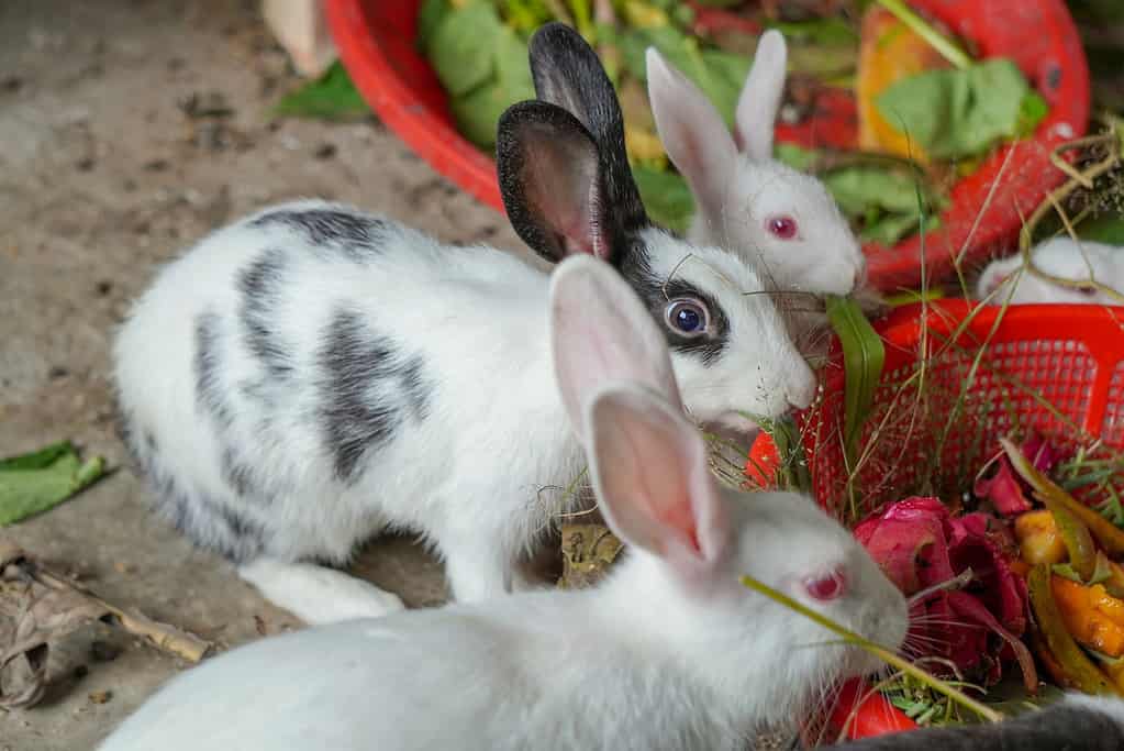 Yes, Rabbits Can Eat Pineapple! But Follow These 3 Tips