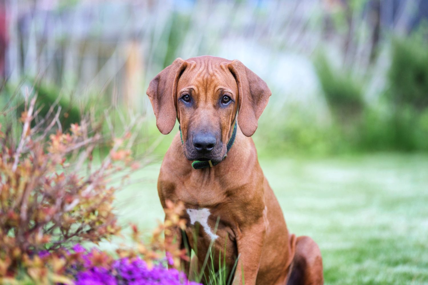 Rhodesian Ridgeback Colors