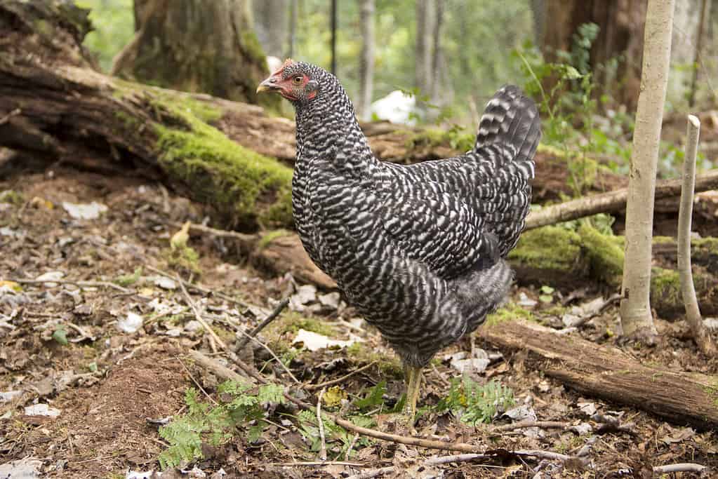 The 9 Worst Chicken Breeds You Should Avoid