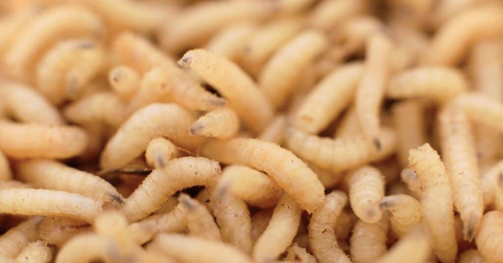 Does Baking Soda Kill Maggots? 3 Important Things to Know Before Using It