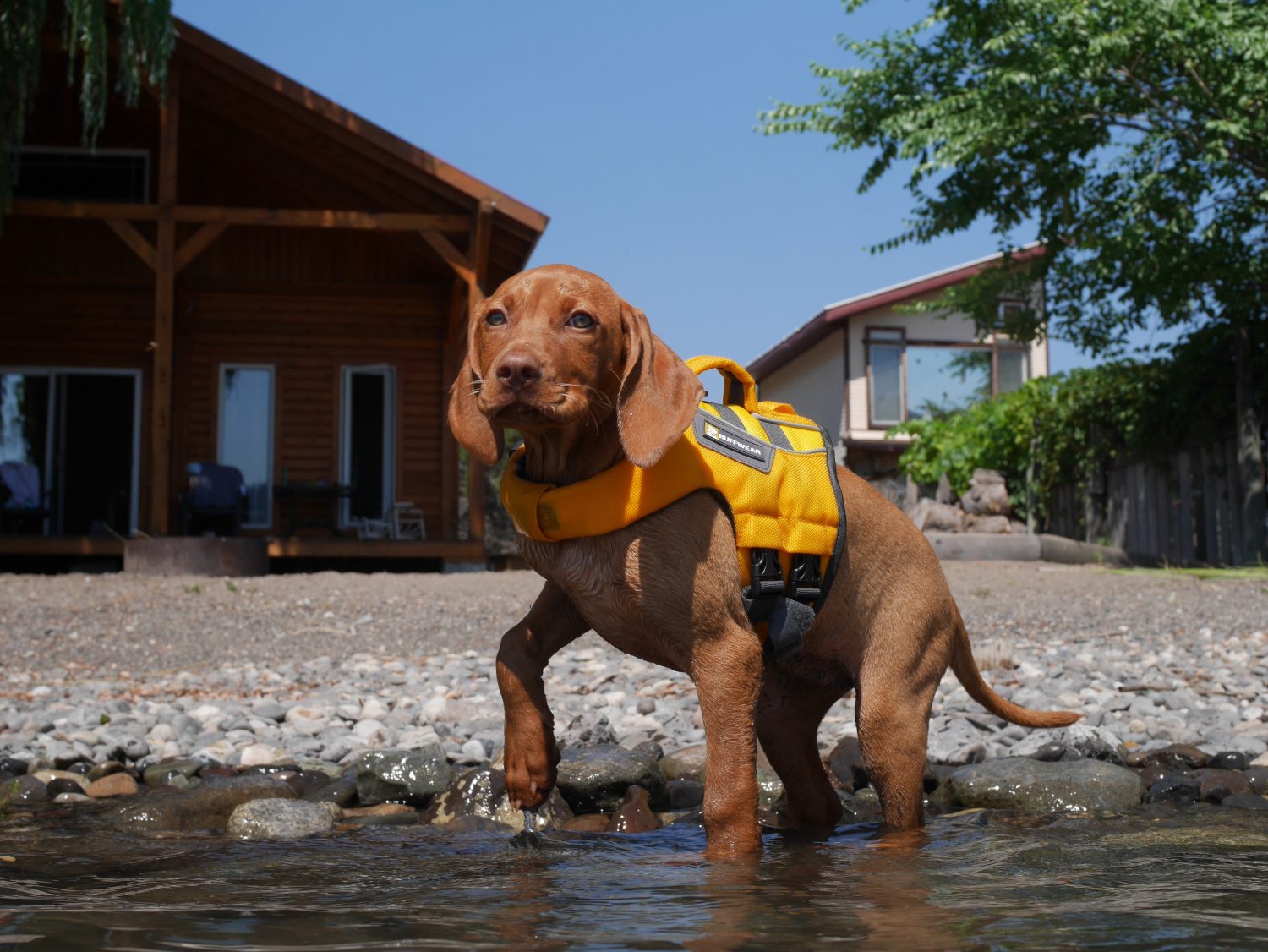 Vizsla Progression: Growth Chart, Milestones, and Training Tips