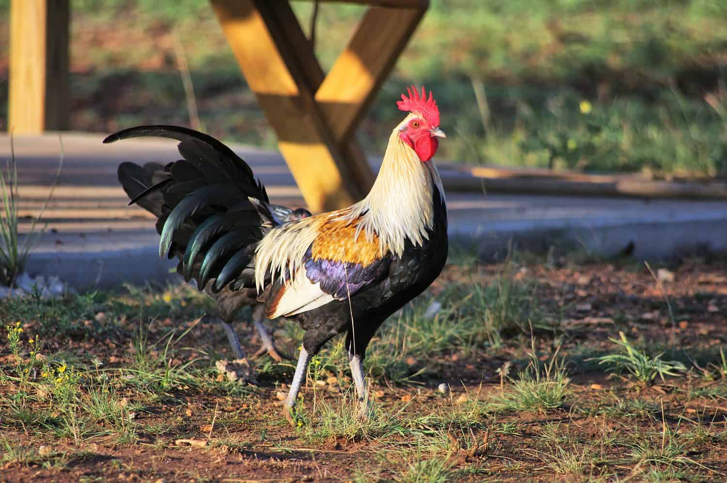 The 9 Worst Chicken Breeds You Should Avoid