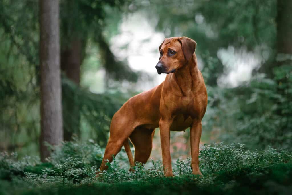 Rhodesian Ridgeback Colors