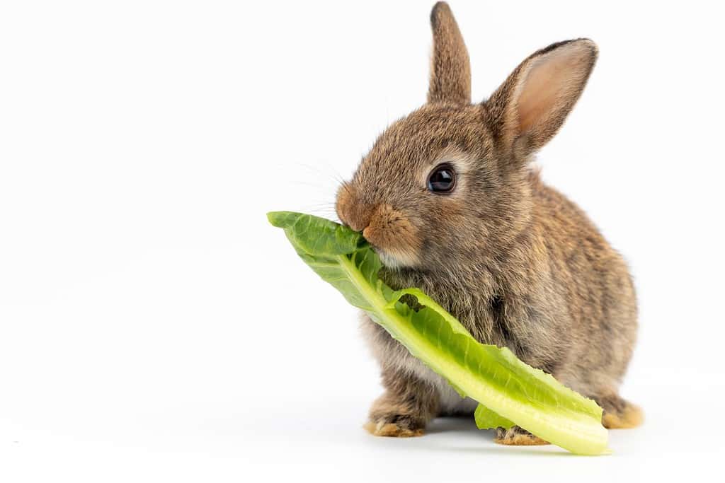 Yes, Rabbits Can Eat Pineapple! But Follow These 3 Tips