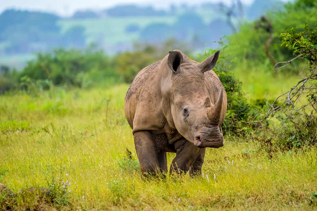 See the Intense Moment Rhinos Clash Together Like Titans