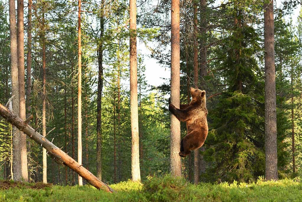 See This Huge Grizzly Have Fun on a Kid’s Slide