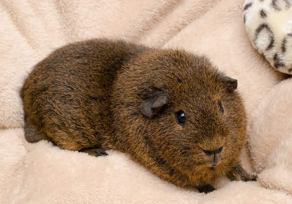 The Best and Most Comprehensive List of 436 Female Guinea Pig Names