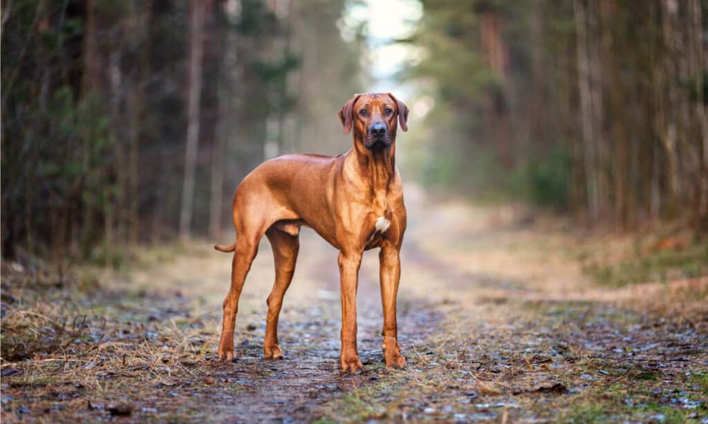 Rhodesian Ridgeback Colors