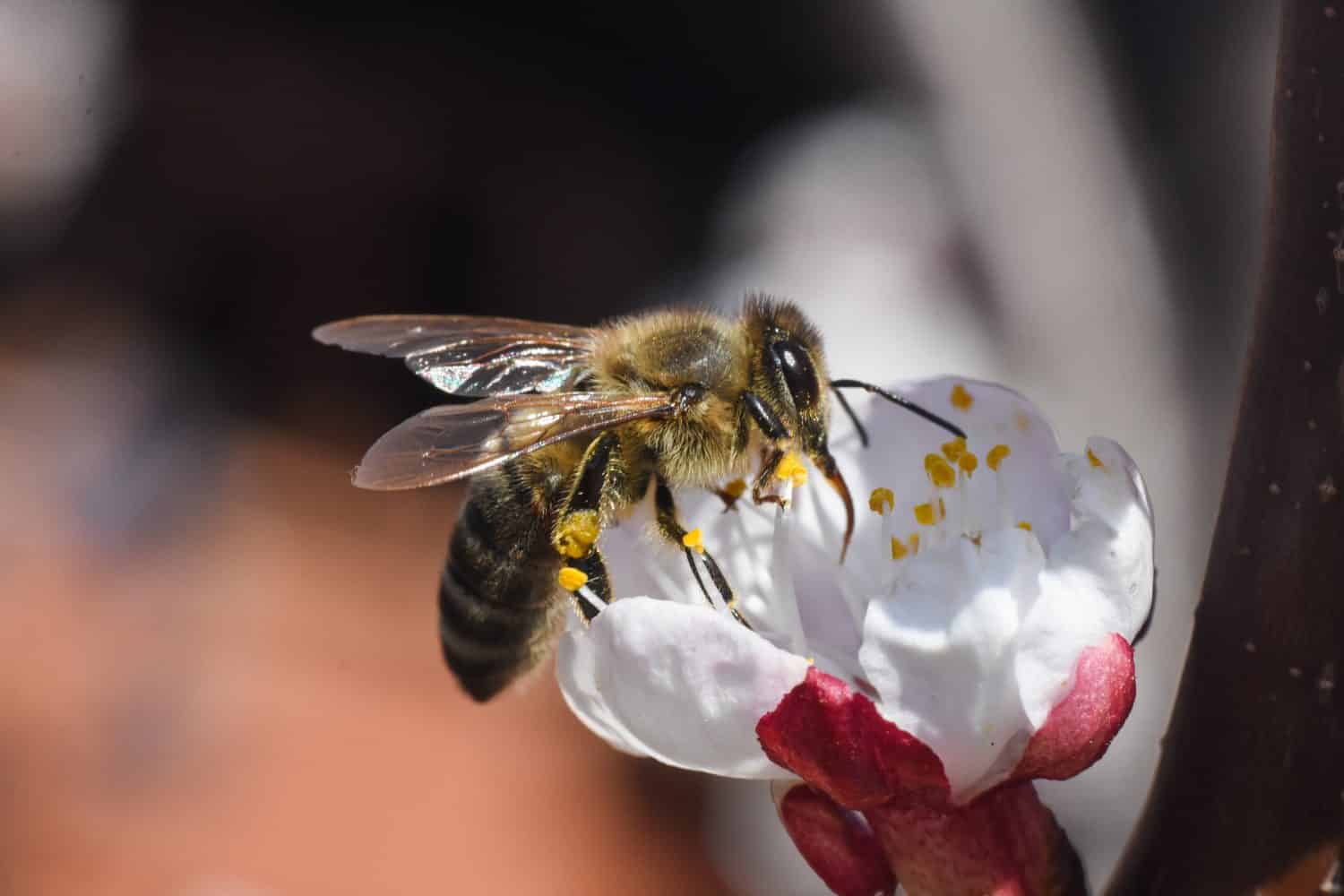 5 Insect Species That Produce The Largest Litter At One Time