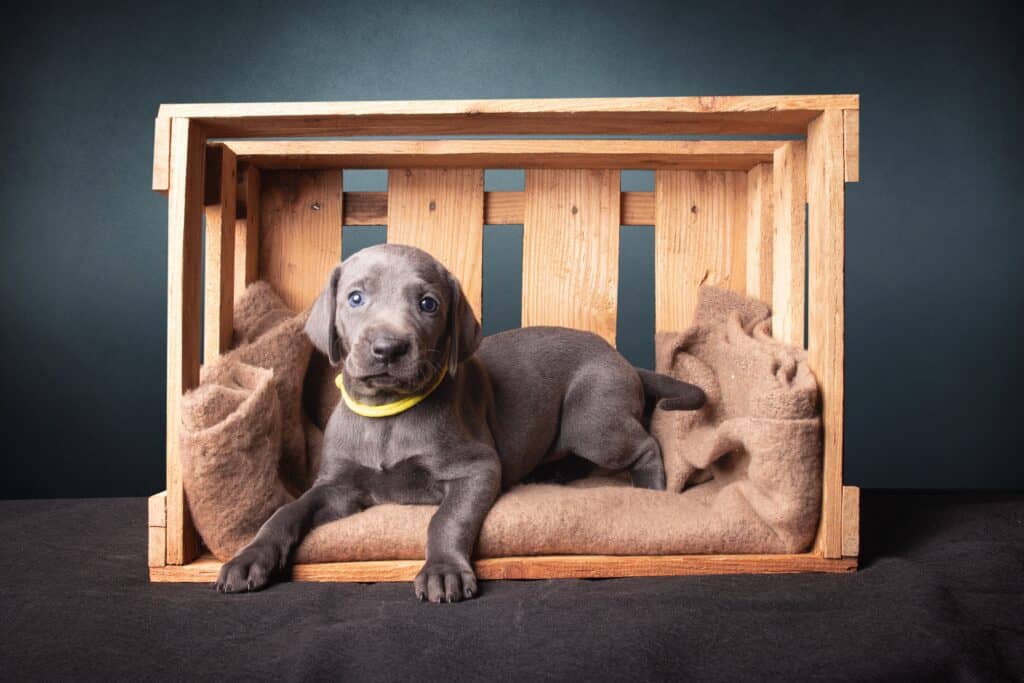 Male vs Female Weimaraners: 4 Key Differences