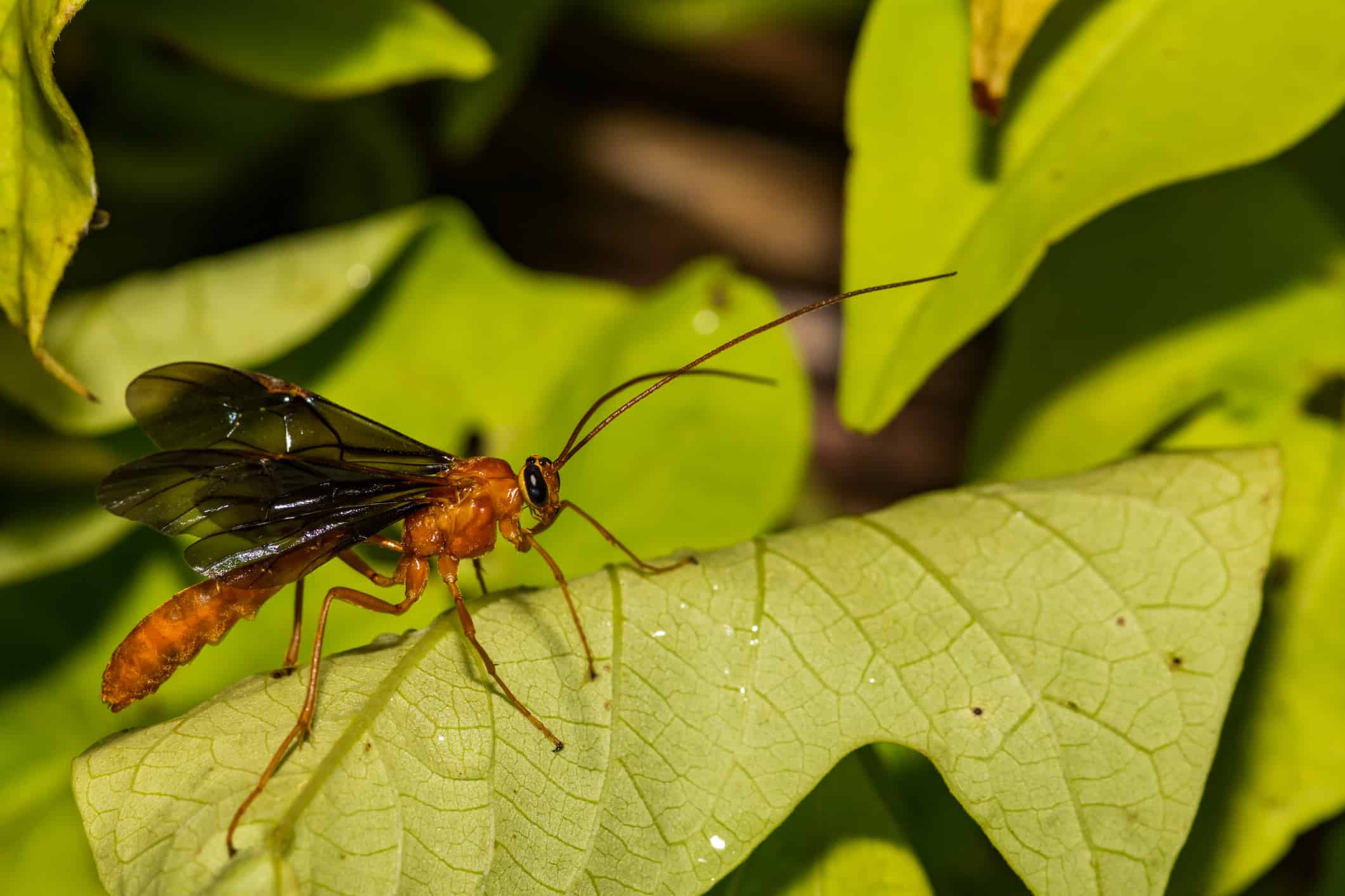 5 Insect Species That Produce The Largest Litter At One Time